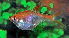 Kegelvlekbarbeel Goud (TRIGONOSTIGMA HETEROMORPHA GOLD M)