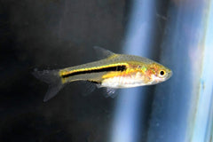 Dwergrasbora Somphongsi (TRIGONOSTIGMA SOMPHONGSI S/M)