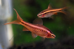 Sherry Barbeel Sluier (PUNTIUS TITTEYA LONG FIN M)