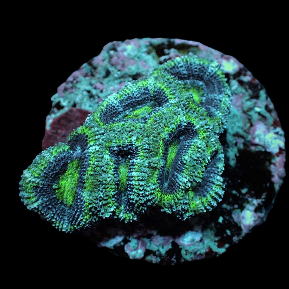 Acanthastrea lordhowensis (Green) (frag)