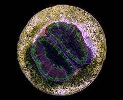 Acanthastrea lordhowensis (Green) (frag)