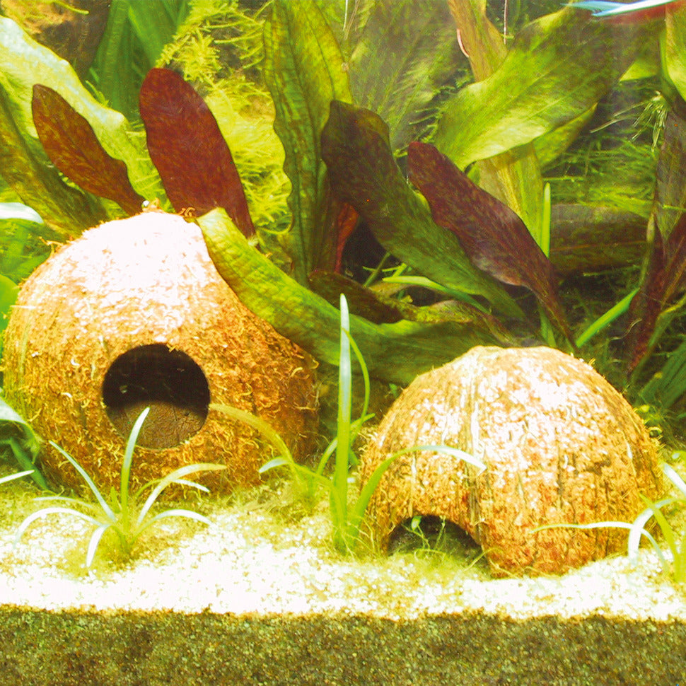 JBL Cocos Cava
