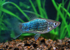 Platy Neon Blauw Tuxedo (XIPH. MAC. NEON BLUE TUXEDO M)