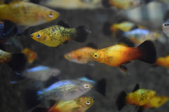 Platy Wagtail Mix (XIPH. MAC. WAGTAIL MIX M)