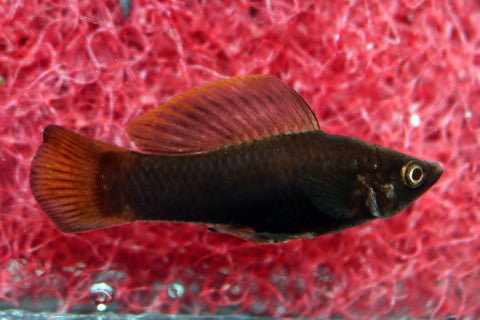 Molly Bruin (POECILIA SPHENOPS CHOCOLATE M)