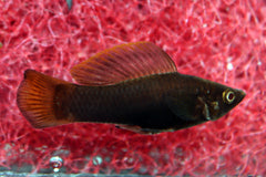 Molly Bruin (POECILIA SPHENOPS CHOCOLATE M)