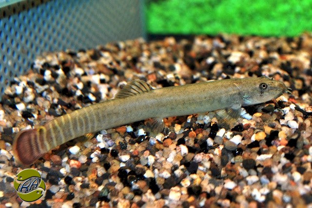 Vallisneria Nana - Ba (Vallisneria nana - BA)
