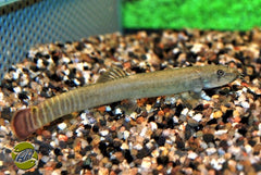 Vallisneria Nana - Ba (Vallisneria nana - BA)