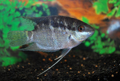 Vlagcichlide (MESONAUTA FESTIVUS S)