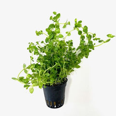 Bacopa australis in pot #