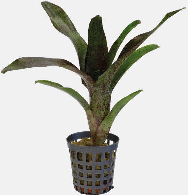 PT-NEOREGELIA ATLANTIS