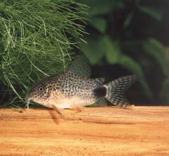 Pantsermeerval Similis (CORYDORAS SIMILIS L)