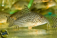 Sterba's Pantsermeerval (CORYDORAS STERBAI L)