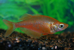 Rode Regenboogvis (GLOSSOLEPIS INCISUS M)