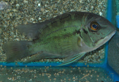Papegaaibaars (HOPLARCHUS PSITTACUS L)