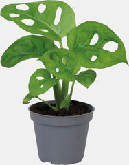 PT-MONSTERA OBLIQUA