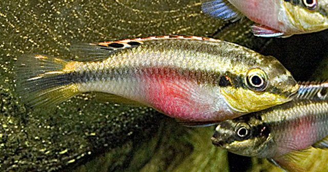 Kersenbuikcichlide (PELVICACHROMIS PULCHER S)