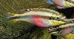 Kersenbuikcichlide (PELVICACHROMIS PULCHER S)