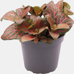 PT-FITTONIA JOLY JOSAN