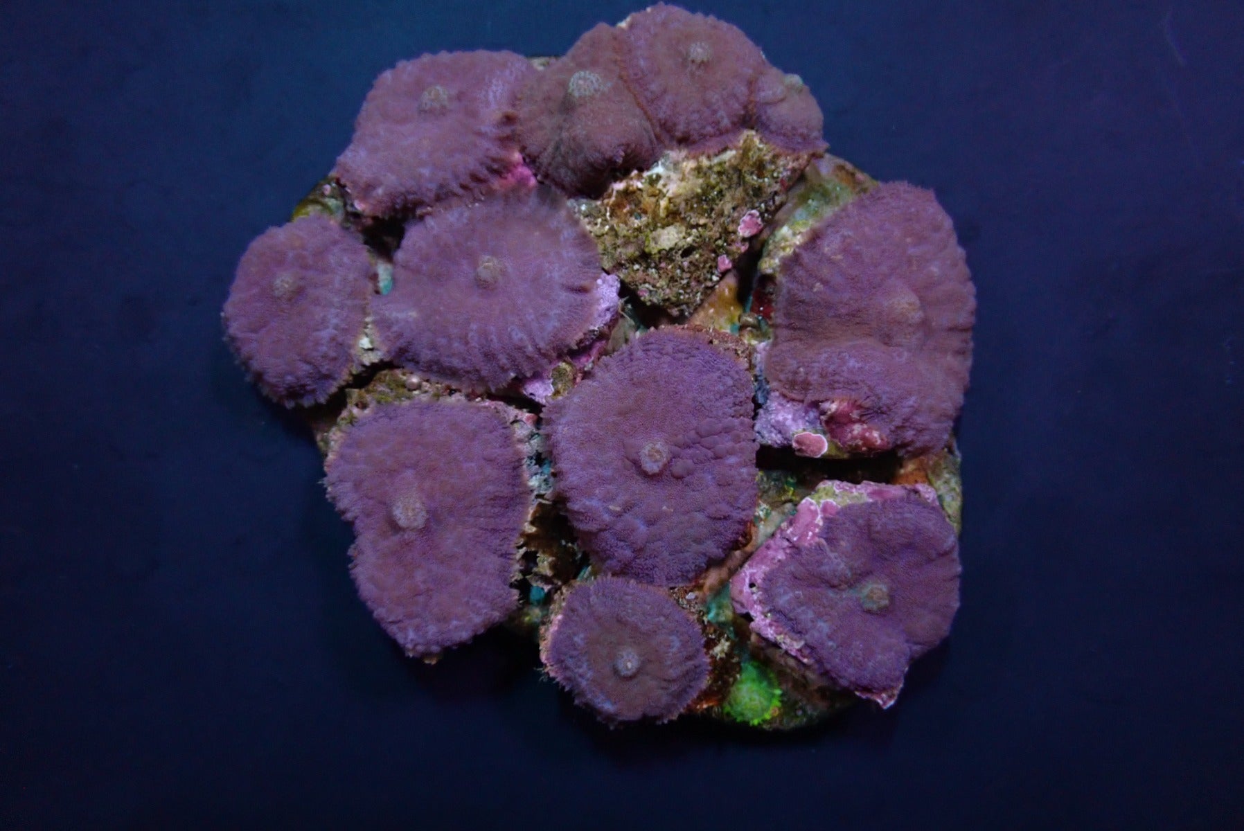 Rhodactis inchoata (Blue) (per ear)