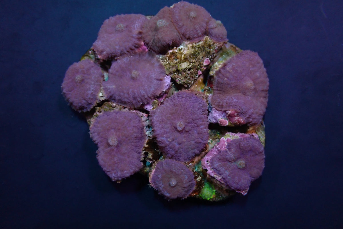 Rhodactis inchoata (Blue) (per ear)