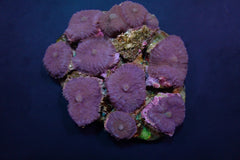 Rhodactis inchoata (Blue) (per ear)