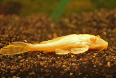 Zeilvinalgeneter Albino (PTERYGOPLICHTHYS GIBBICEPS ALBINO M)