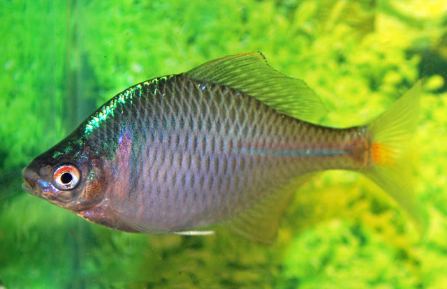 Chinese Bittervoorn (RHODEUS OCELLATUS L)