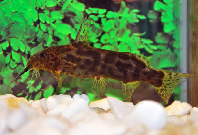 Baardmeerval Waterloti (SYNODONTIS WATERLOTI S)