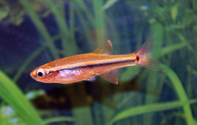 Vietnamese Danio (TANICHTHYS MICAGEMMAE M)