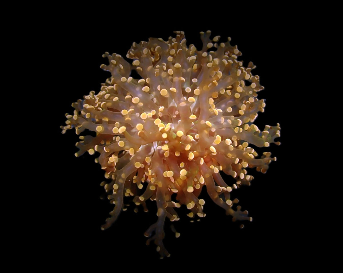 Euphyllia paradivisa (Orange-Yellow) (1 hd.)