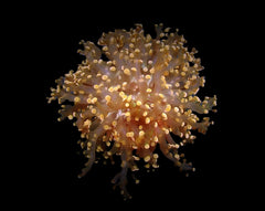 Euphyllia paradivisa (Orange-Yellow) (1 hd.)