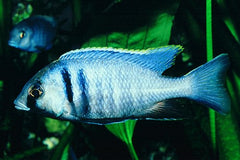 Malawi Cichlide Electra (PLACIDOCHROMIS ELECTRA S)