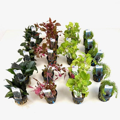 Plantenpakket 4x5 potten (4)