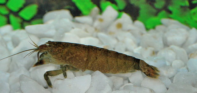 Afrikaanse Waaierhandgarnaal (ATYA SCABRA M)