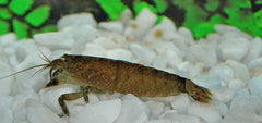 Afrikaanse Waaierhandgarnaal (ATYA SCABRA M)