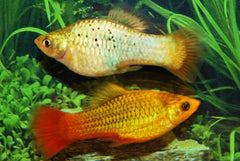 Platy Variatus Groen (XIPH. VARIATUS GREEN M)