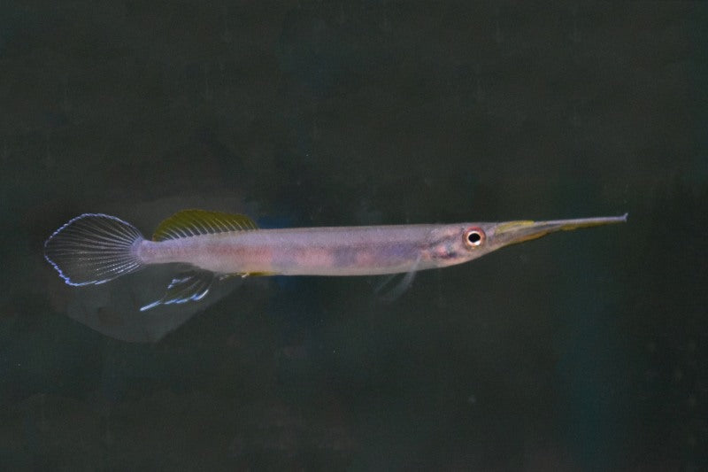 Halfsnavelbekje Pogonognathus (HEMIRHAMPHODON POGONOGNATHUS M)