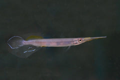 Halfsnavelbekje Pogonognathus (HEMIRHAMPHODON POGONOGNATHUS M)
