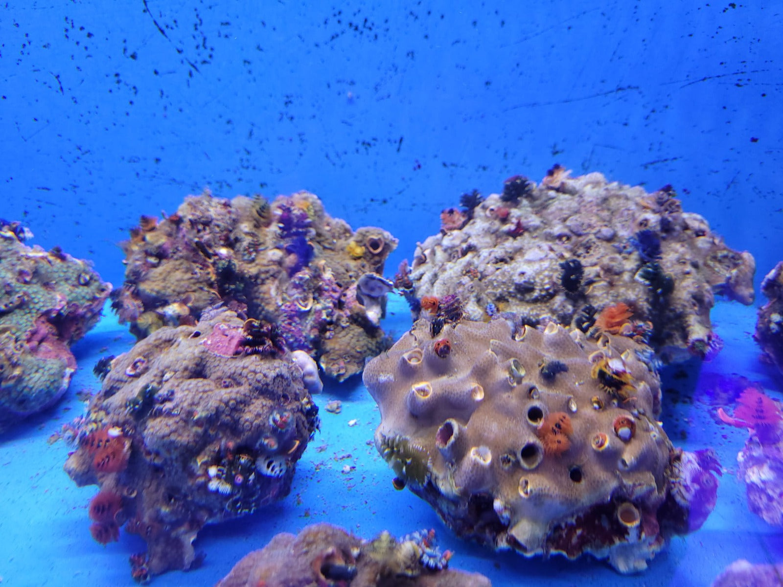 Spirobranchus spp. (+Rock) (Australia)