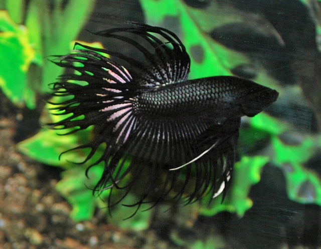 Kempvis Crowntail Zwart Man (BETTA SP. CROWNTAIL BLACK MALE XL)