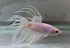 Kempvis Crowntail Wit Man (BETTA SP. CROWNTAIL WHITE MALE XL)