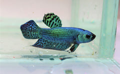 Kempvis Plakat Alien Groen Man (BETTA SP. PLAKAT ALIEN GREEN MALE L)