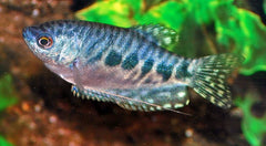 Marmergoerami (TRICHOPODUS TRICHOPTERUS MARBLE S/M)