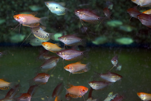 Mixed Goerami (TRICHOPODUS TRICHOPTERUS MIXED S/M)