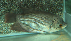 Reuzengoerami Septemfasciatus (OSPHRONEMUS SEPTEMFASCIATUS M)