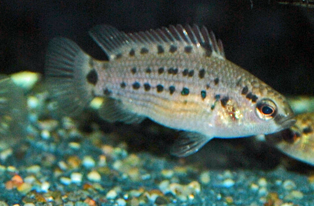 Baarsje Assamensis (BADIS ASSAMENSIS M)