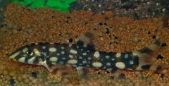 Polkadotbotia (BOTIA KUBOTAI XL)