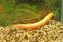 Aziatische Modderkruiper Goud (MISGURNUS ANGUILLICAUDATUS GOLD M)