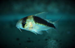 Pantsermeerval Cw106 (CORYDORAS SP. CW106 L)